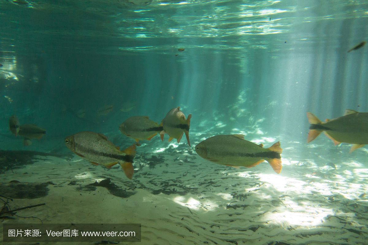 魟魚能用淡水養(yǎng)嗎：[需手動填充]魚可以作為淡水觀賞魚進行飼養(yǎng),魟魚能用淡水養(yǎng)嗎 魟魚百科 第3張