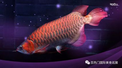 虎魚和錦鯉能在一起養(yǎng)嗎：虎魚和錦鯉可以一起養(yǎng)但需要注意一些事項(xiàng)，可以一起養(yǎng) 虎魚百科 第1張