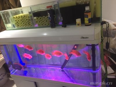 森森600魚缸質(zhì)量好嗎：森森600魚缸怎么樣？ 森森魚缸