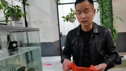 大梅趕海魚缸怎么養(yǎng)活的：大梅是如何在魚缸中養(yǎng)活捕獲的海洋生物的 魚缸百科 第4張