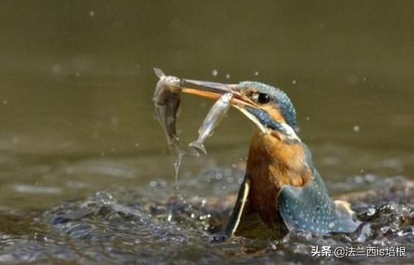 虎魚對(duì)水深有沒有影響視頻：虎魚對(duì)水深有一定的要求嗎？