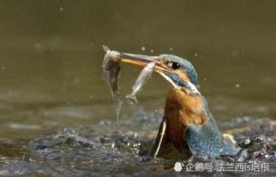 虎魚對(duì)水深有沒有影響視頻：虎魚對(duì)水深有一定的要求嗎？