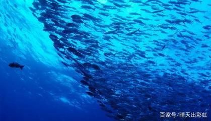 魟魚喜歡水流嗎為什么：魟魚與水流關(guān)系的詳細(xì)分析[需手動填充][需手動填充]魚喜歡水流嗎 魟魚百科 第1張