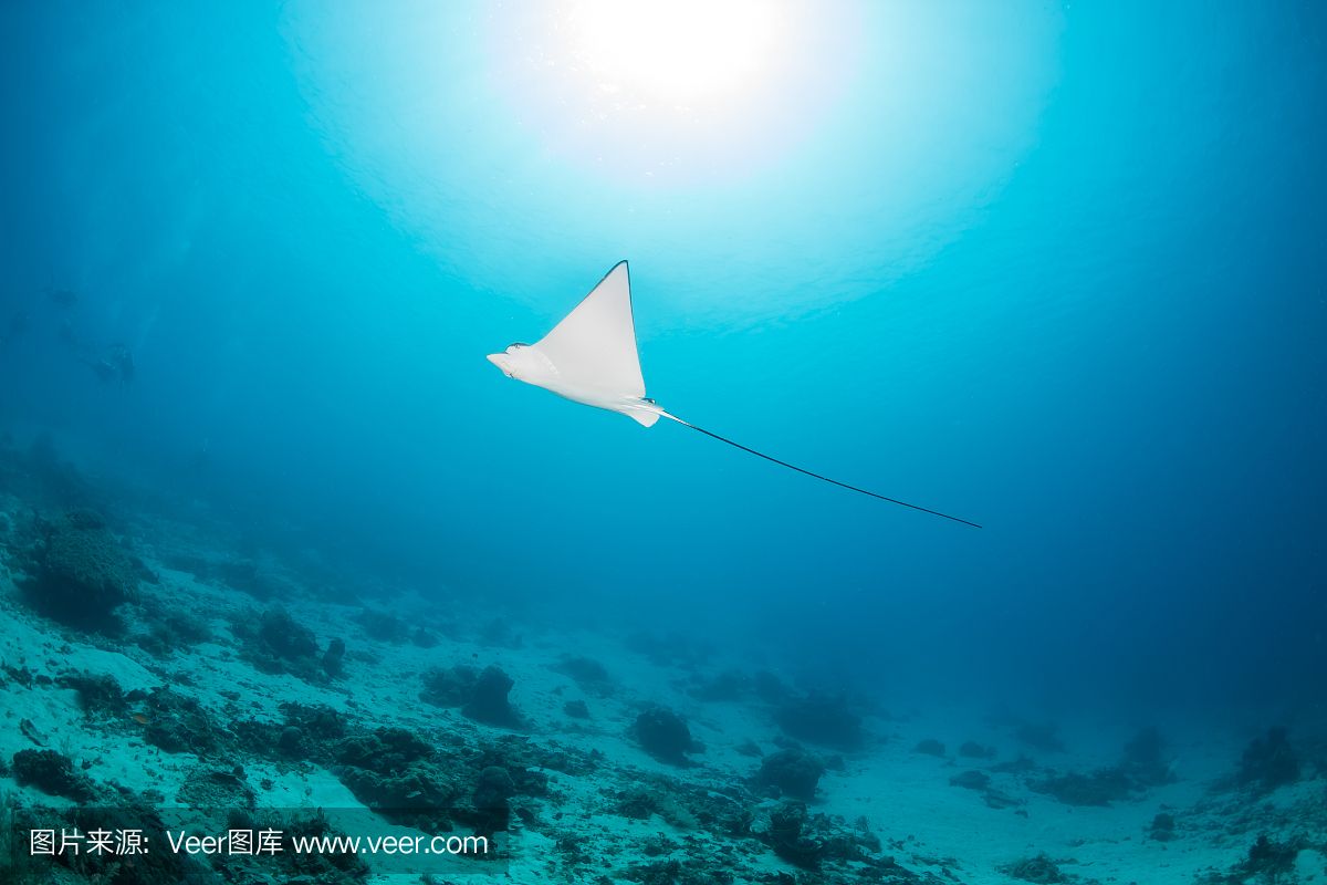 魟是不是魔鬼魚：魟魚和魔鬼魚在某些方面有一定的相似性，但它們并不是同一種魚類 魟魚百科 第2張