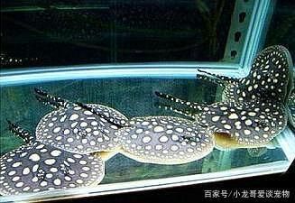 魟魚喂什么好養(yǎng)活一點的魚苗：魟魚喂什么好養(yǎng)活一點的魚苗喂什么好養(yǎng)活一點的魚苗 魟魚百科 第3張