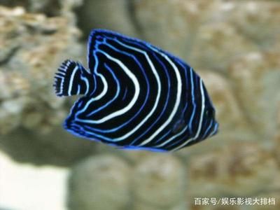 小虎魚怎么養(yǎng)不斷紋：如何飼養(yǎng)小虎魚