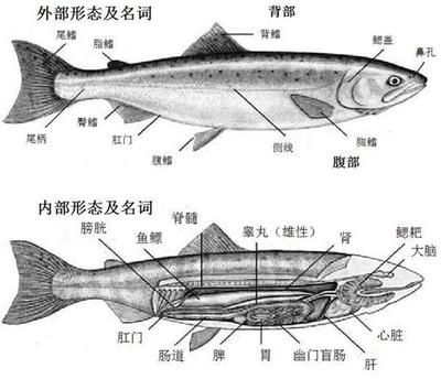 小虎魚怎么養(yǎng)不斷紋：如何飼養(yǎng)小虎魚