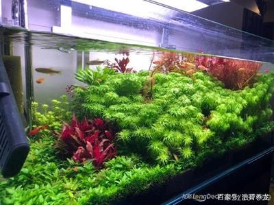 金龍魚魚缸怎么造景好看：關(guān)于金龍魚魚缸造景的建議