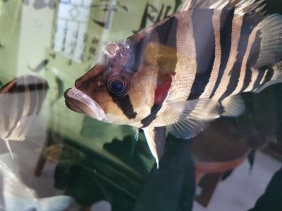 虎魚(yú)身上起軟疙瘩：虎魚(yú)身上起軟疙瘩怎么辦