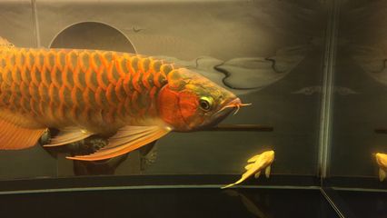 剛回去的龍魚(yú)浮背怎么辦：剛回去的龍魚(yú)浮背怎么辦剛回去的龍魚(yú)浮背怎么辦 龍魚(yú)百科 第2張