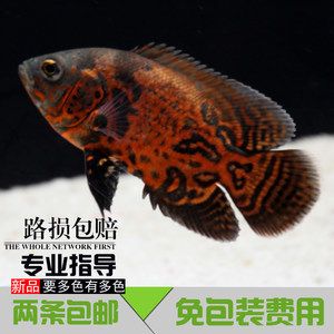 比金龍魚還貴的觀賞魚：世界上最貴的十大觀賞魚