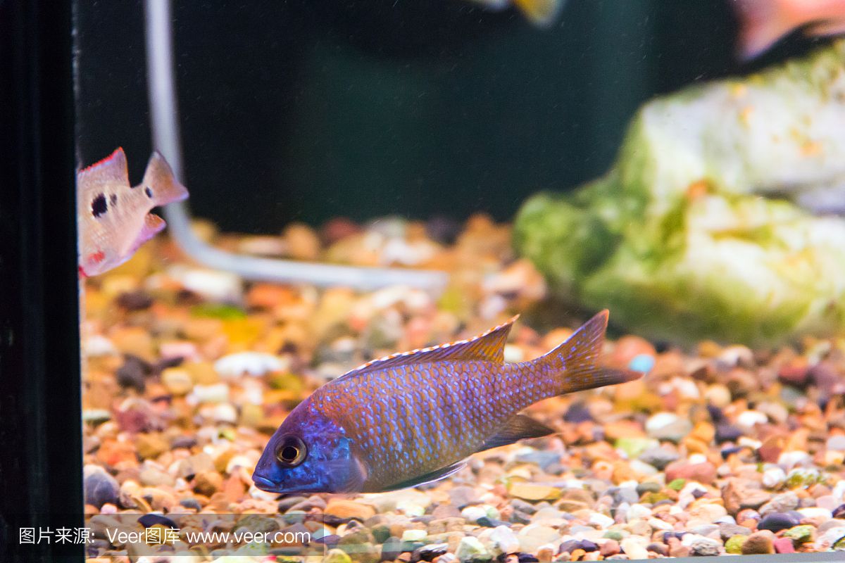 大洋水族魚缸廠家在哪里：大洋水族魚缸廠家 魚缸百科 第1張