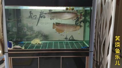 魟魚內(nèi)寄：魟魚內(nèi)寄怎么辦 魟魚百科 第1張