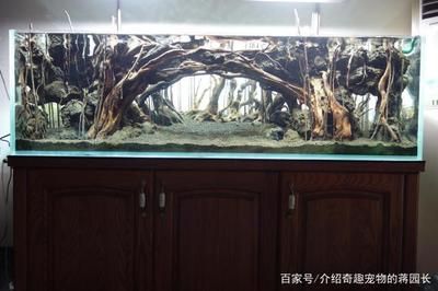 超小魚缸造景圖：小型魚缸造景的基本步驟 魚缸百科 第1張