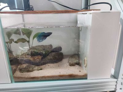 斗魚魚缸造景布置圖：如何打造一個夢幻魚缸