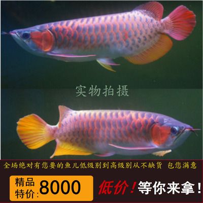 紅龍魚的等級(jí)怎么分：紅龍魚的等級(jí)劃分 龍魚百科 第2張