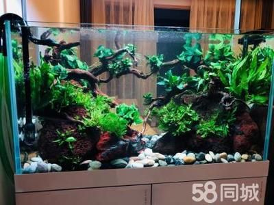 大型魚魚缸造景方法圖：大型魚缸造景的基本方法和步驟