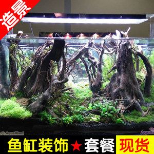 杜鵑根魚(yú)缸造景：杜鵑根的養(yǎng)護(hù)與管理 魚(yú)缸百科 第1張