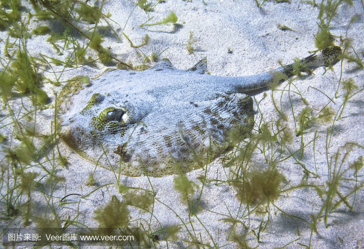 魟魚呼吸急促不吃食：魟魚出現(xiàn)呼吸急促和拒食的癥狀可能是由于多種原因引起的 魟魚百科 第2張