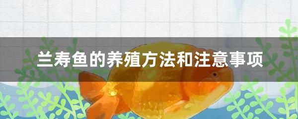 大魚缸怎么養(yǎng)水需要多久：養(yǎng)魚先養(yǎng)水，大魚缸養(yǎng)水時間取決于魚缸大小和水質(zhì)的要求 魚缸百科