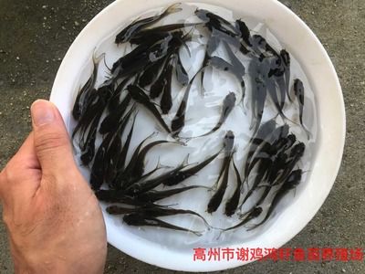 草魚放魚缸可以養(yǎng)幾天：草魚在魚缸中的生存時(shí)間 魚缸百科 第1張