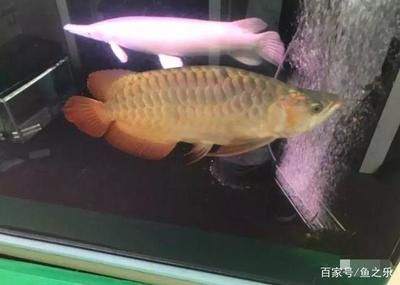 龍魚改食方法圖解：如何讓龍魚適應(yīng)人工飼料，龍魚改食方法圖解