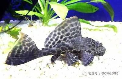 混養(yǎng)龍魚幾條最好風水學：探討混養(yǎng)龍魚的最佳數量風水學時