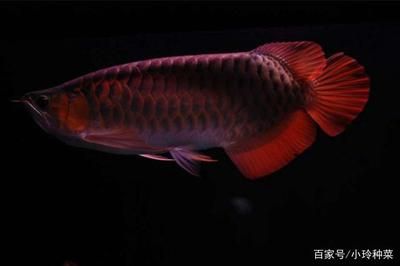 混養(yǎng)龍魚幾條最好風水學：探討混養(yǎng)龍魚的最佳數量風水學時