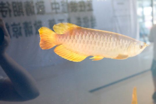 金龍魚羅漢魚混養(yǎng)：金龍魚和羅漢魚并不適合混養(yǎng)以下是詳細的解釋：金龍魚和羅漢魚 龍魚百科 第2張