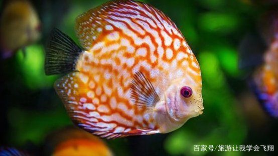 魟魚嚼碎了吐：魟魚嚼碎食物后吐出是怎么回事？ 魟魚百科 第2張