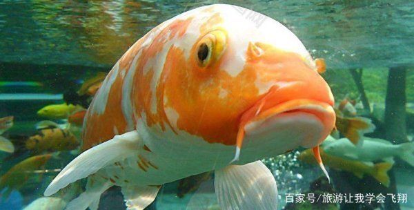 魟魚嚼碎了吐：魟魚嚼碎食物后吐出是怎么回事？ 魟魚百科 第1張