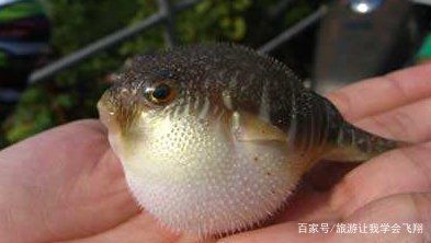 魟魚嚼碎了吐：魟魚嚼碎食物后吐出是怎么回事？ 魟魚百科 第3張