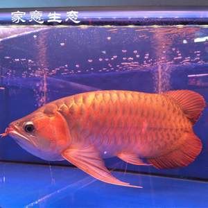 金龍紅龍魚苗怎么區(qū)分品種：區(qū)分金龍魚苗和紅龍魚苗的品種，金龍魚苗和紅龍魚苗的區(qū)別