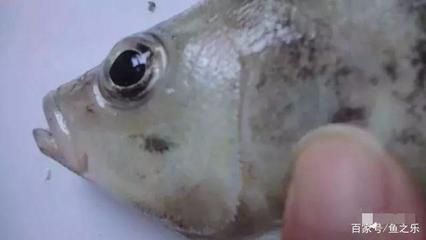 虎魚吃活泥鰍不吃死泥鰍咋辦呀：虎魚吃活泥鰍不吃死泥鰍咋辦 虎魚百科 第3張