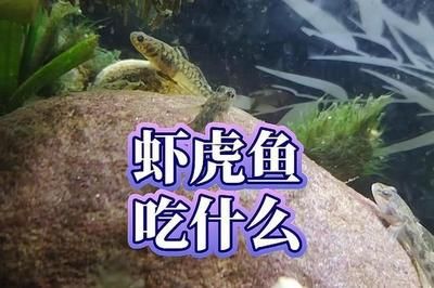 虎魚吃小魚嗎會死嗎：虎魚吃小魚會導致死亡嗎