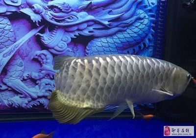 大金龍魚價(jià)格查詢