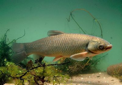 草魚可以放魚缸里養(yǎng)嗎風(fēng)水好嗎：草魚適合在魚缸中養(yǎng)嗎？ 魚缸百科 第3張