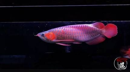 龍魚(yú)怎么清洗最干凈：清洗龍魚(yú)及其魚(yú)缸的方法和注意事項(xiàng)和注意事項(xiàng) 龍魚(yú)百科 第2張