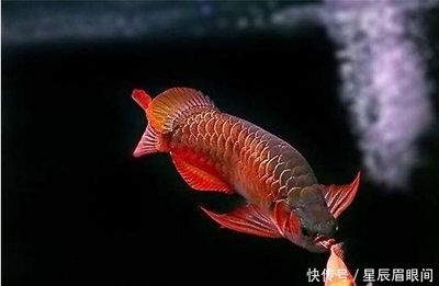 龍魚來歷：關(guān)于龍魚來歷的詳細(xì)信息