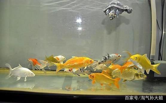 冬天錦鯉魚缸換水的正確方法：冬天給錦鯉魚缸換水需要考慮到水溫和水溫和水質(zhì)管理 魚缸百科 第3張