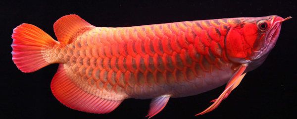 紅龍魚多久成年長大：紅龍魚成年時間和生長情況 龍魚百科 第2張