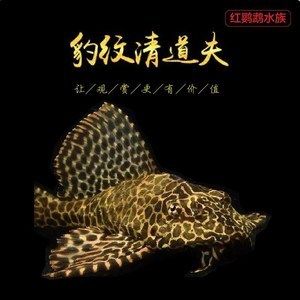 大型魚缸除藻：大型魚缸如何除藻？