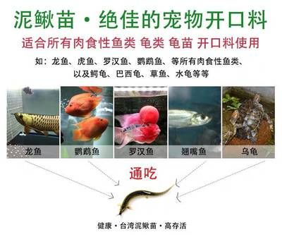 虎魚吃泥鰍和蝦哪個長得快：虎魚吃泥鰍和蝦哪個長得快哪個長得快 虎魚百科 第2張