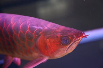 紅龍魚的牙齒：關(guān)于紅龍魚牙齒的一些詳細(xì)信息