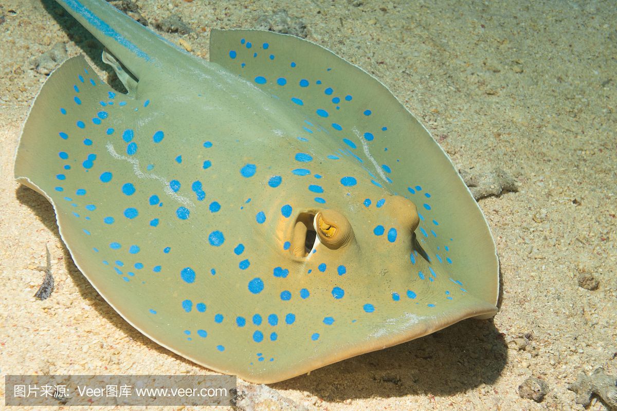 魟魚喂養(yǎng)什么：魟魚可以吃底棲小型無脊椎動物、濾食浮游動物、濾食浮游動物