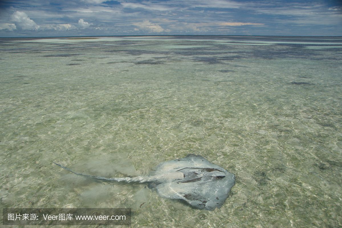 魟魚喂養(yǎng)什么：魟魚可以吃底棲小型無脊椎動物、濾食浮游動物、濾食浮游動物