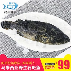 野生黑虎魚(yú)：關(guān)于野生黑虎魚(yú)的一些信息 虎魚(yú)百科 第1張