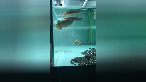 魟魚換水方法圖解：魟魚換水方法圖解[需手動填充]魚換水的基本方法和注意事項和注意事項 魟魚百科 第2張