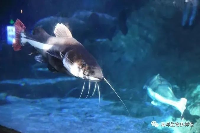 魟魚吃食不猛：為什么你的魟魚吃食不猛