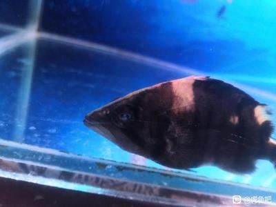 虎魚眼里有白點是什么原因：虎魚眼睛上的白點是什么原因虎魚眼睛出現(xiàn)白點的原因 虎魚百科 第1張